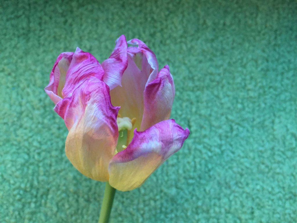 Tulpe 3/3, (c) hehocra