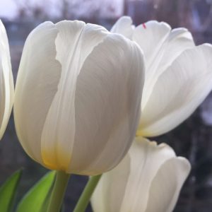 Tulpen weiß, 2016, (c) Doreen Trittel
